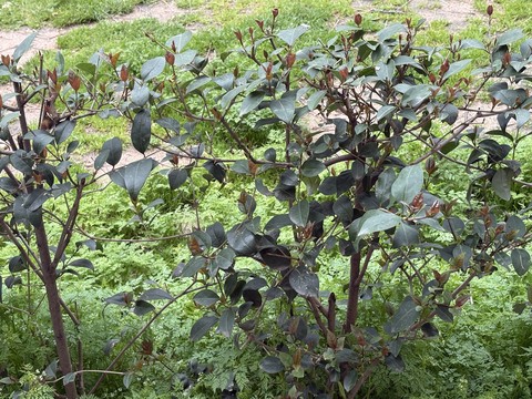 papéis de parede fruit, viburnum