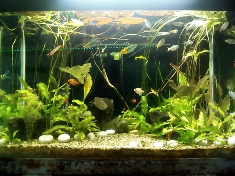 Aquarium