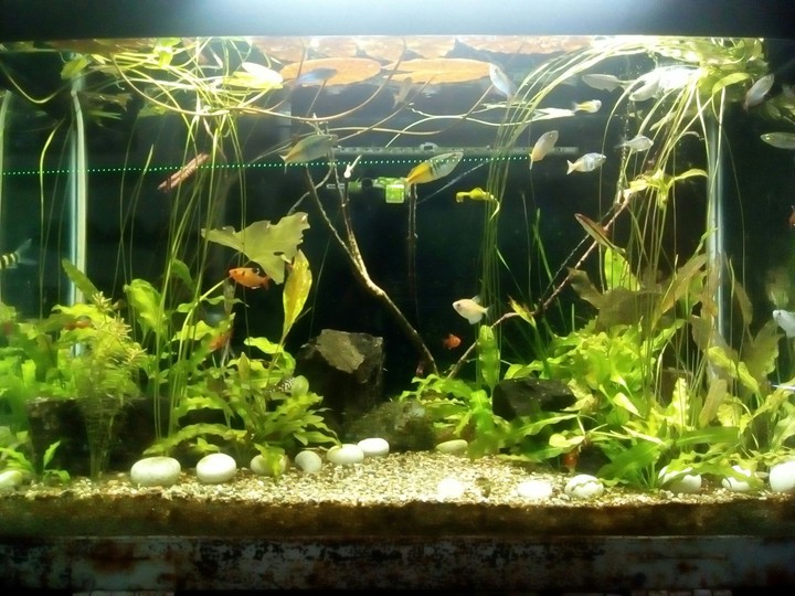 Aquarium