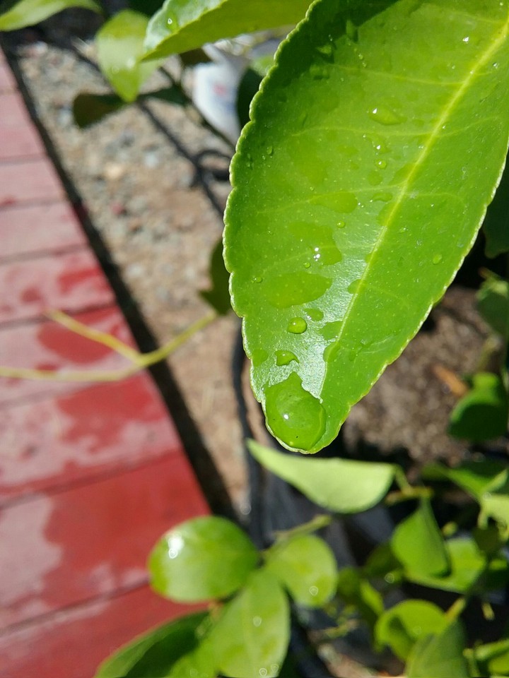 Leaf