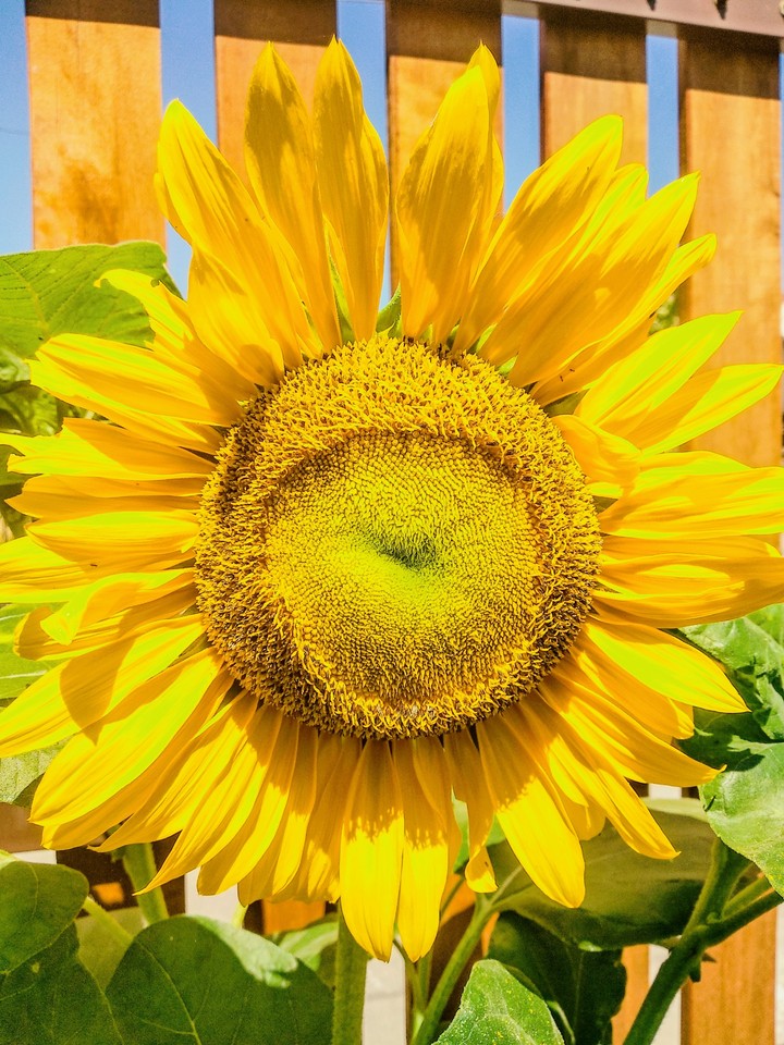 sun flower