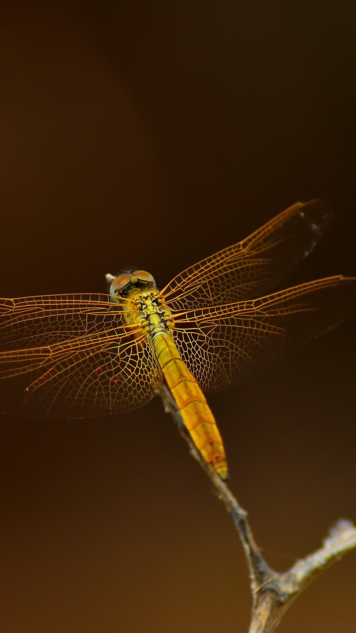 Macro