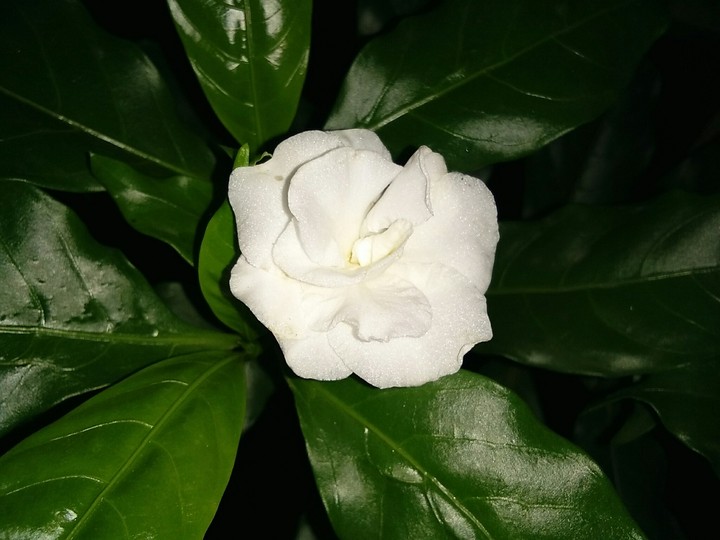 white flowers