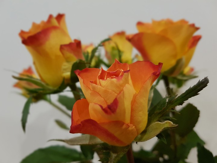 rose