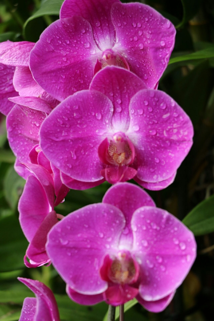 orchids