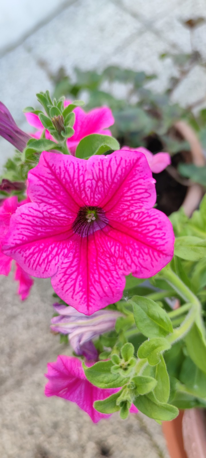 Pink passion