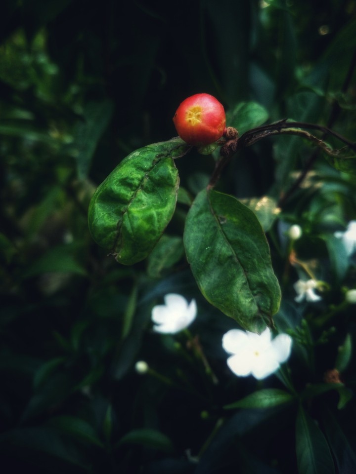 Flower Bud
