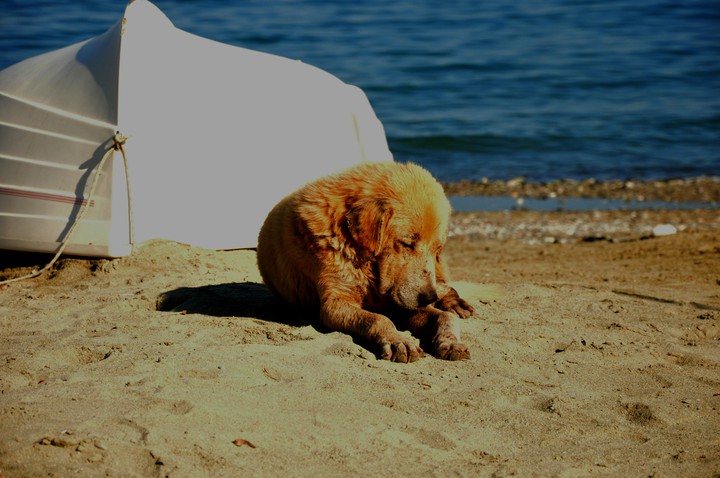 Tired of life
