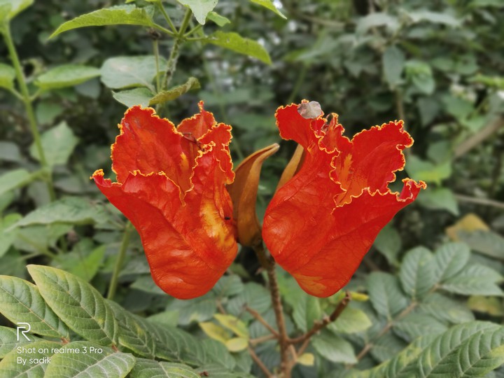 Flower