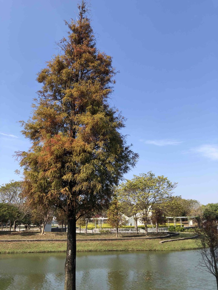 pine tree