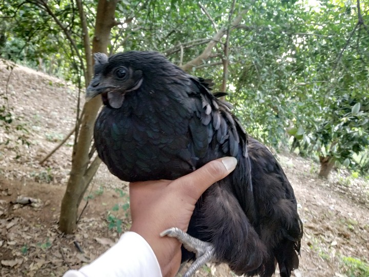 hen