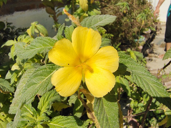 yellow flowers