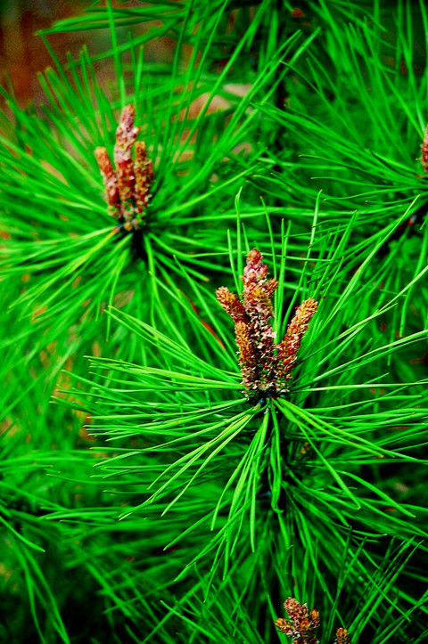 Wood Image