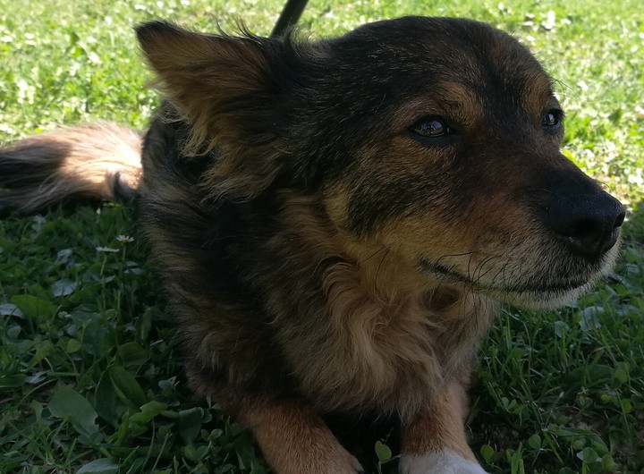 dog