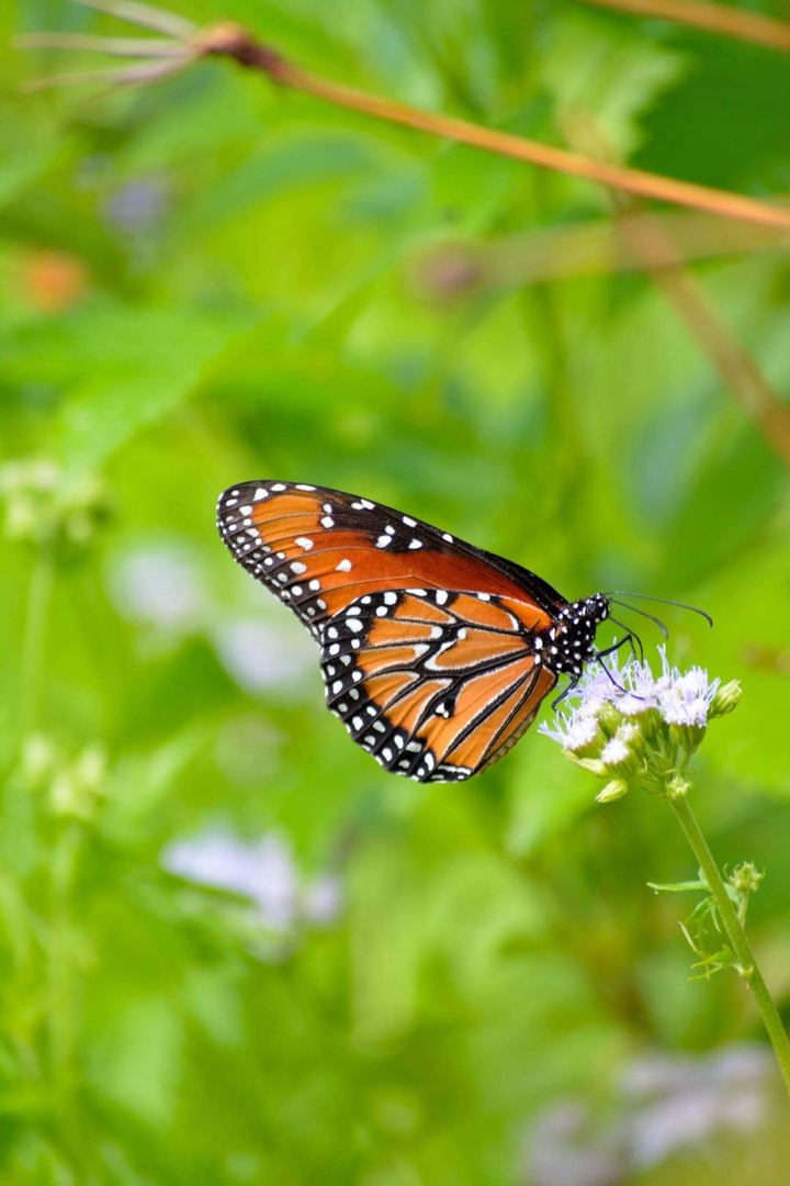 butterfly