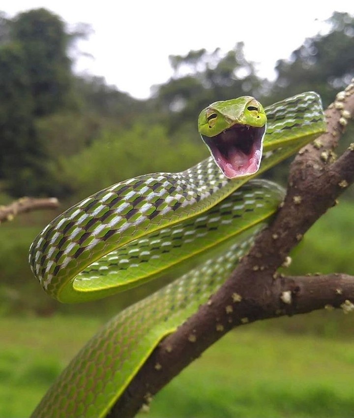 Snake