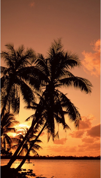 Palm tree