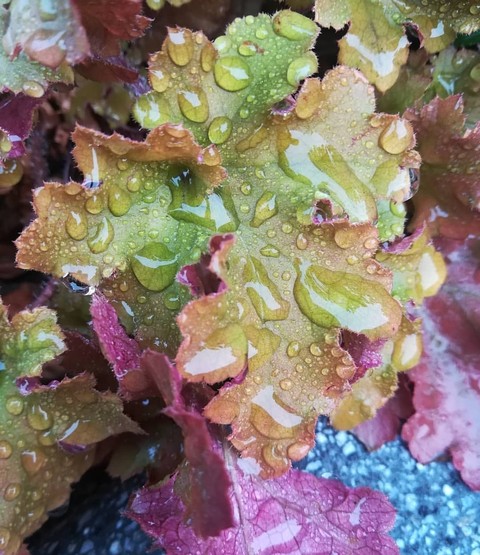 raindrops