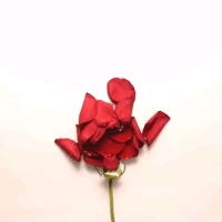 люблю