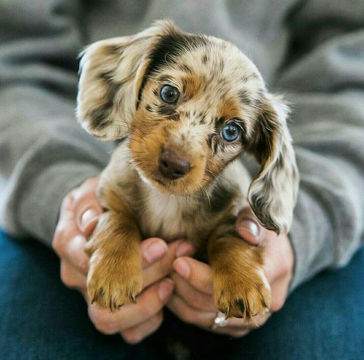 Puppy ❤❤