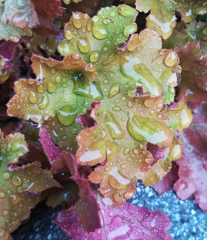 raindrops