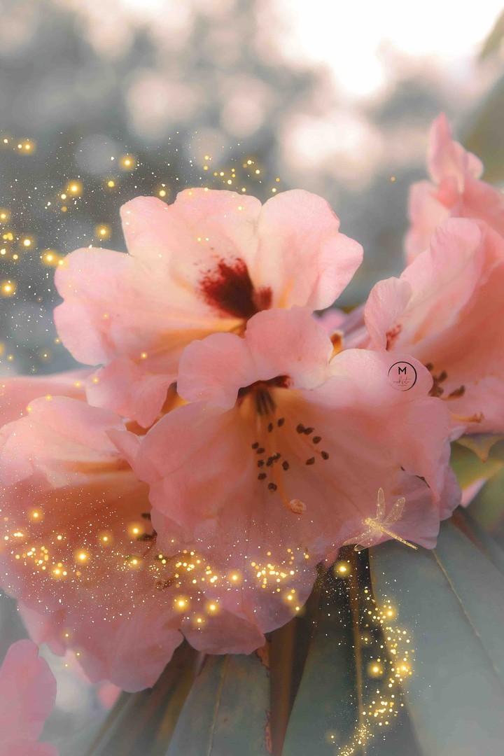Pink Storm