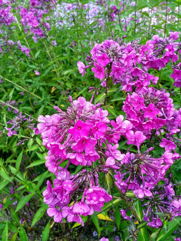 Phlox (no filters)