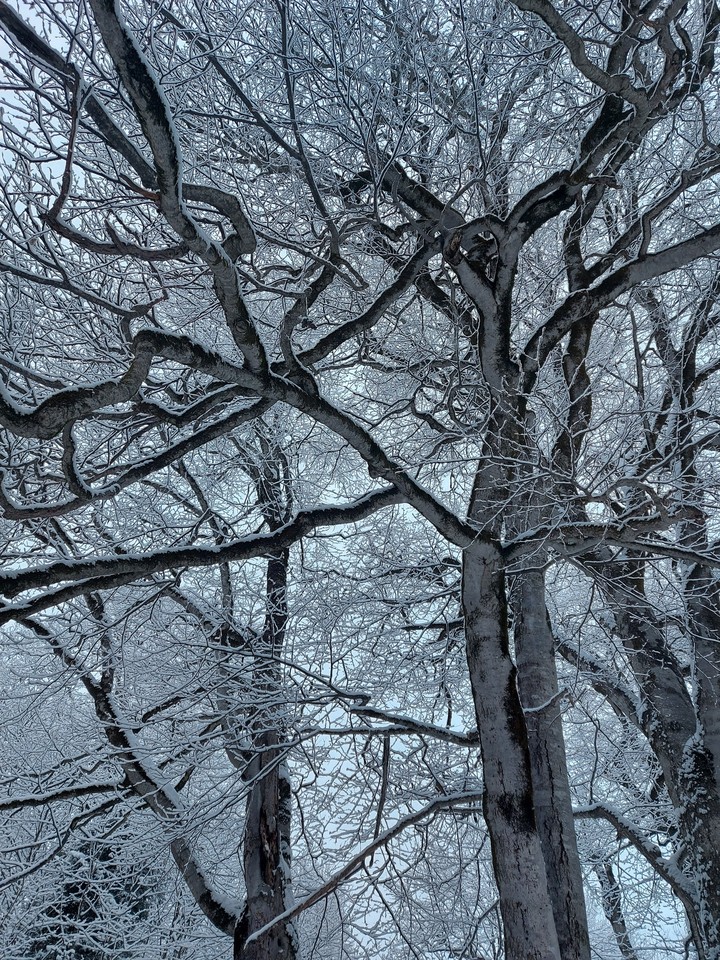 Snowy trees