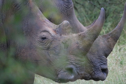 2 rhinos.