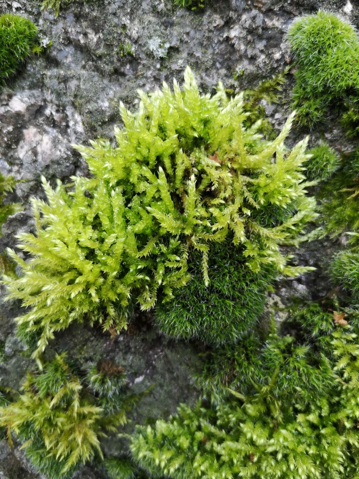 Moosarten auf Stein