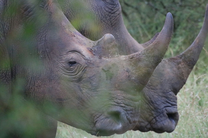 2 rhinos.