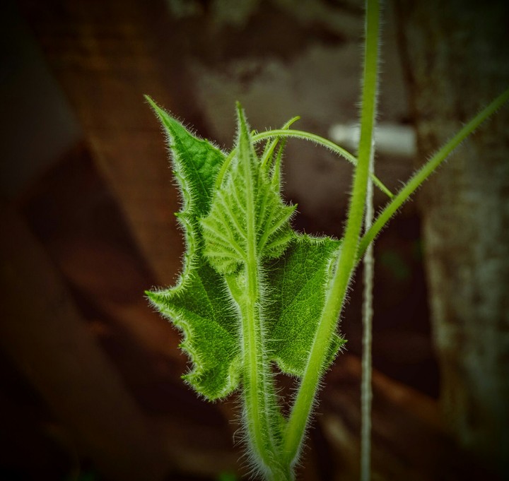 New Life