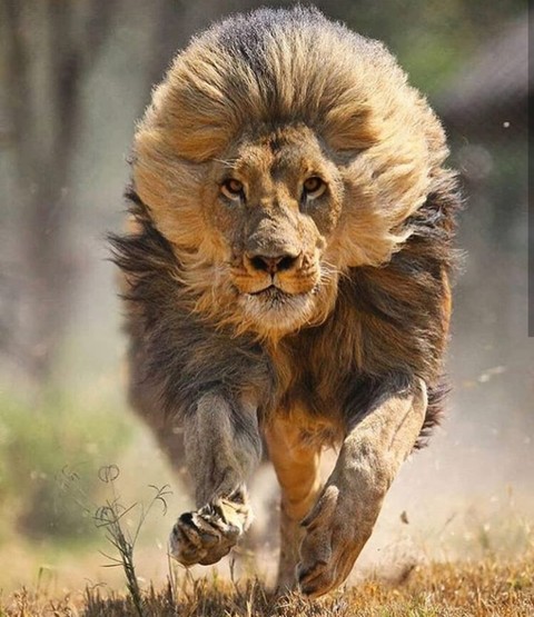 lion