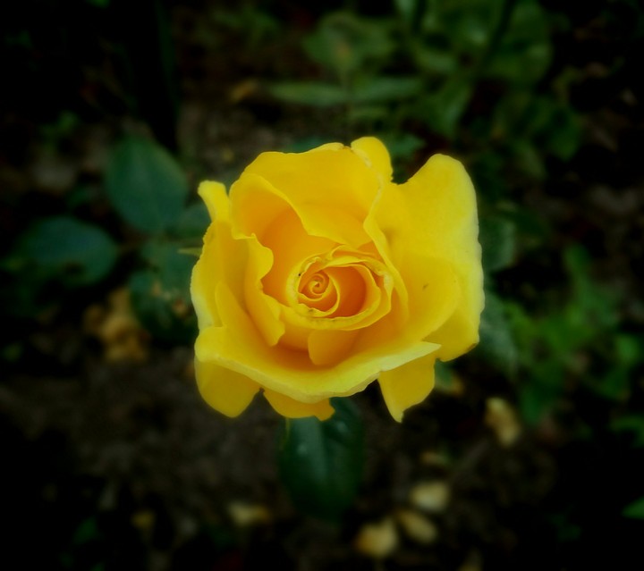 flower