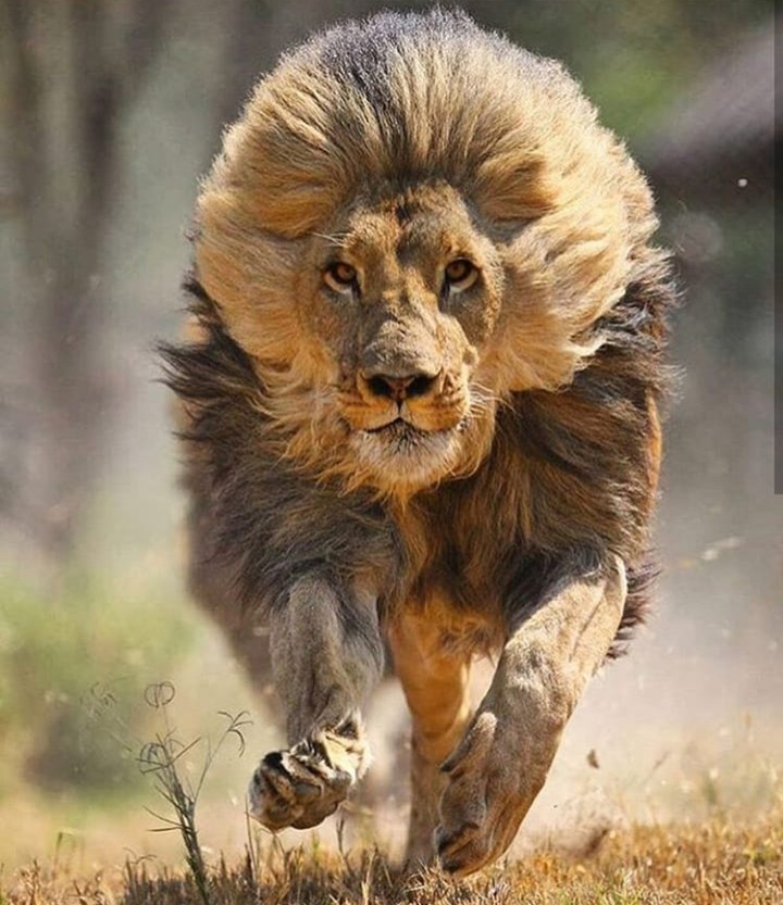 lion