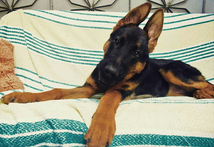 German shepherd dog