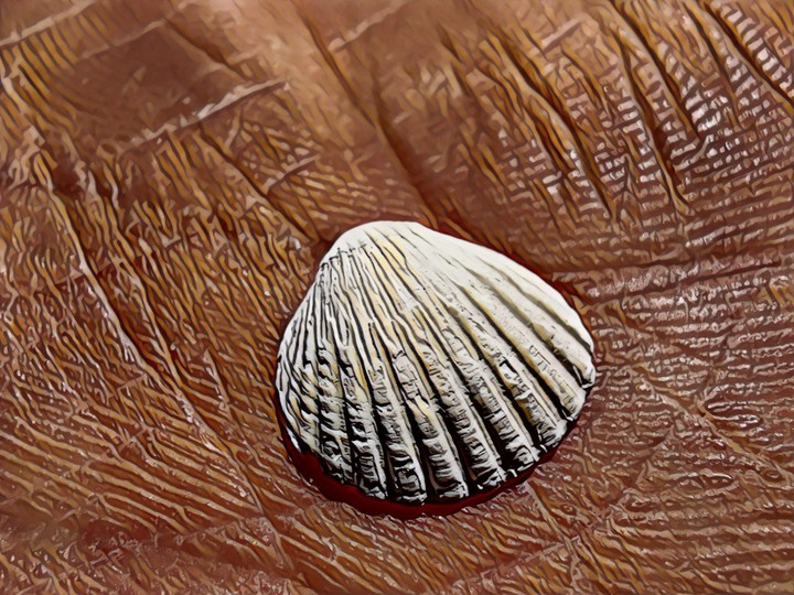 Baltic Seashell