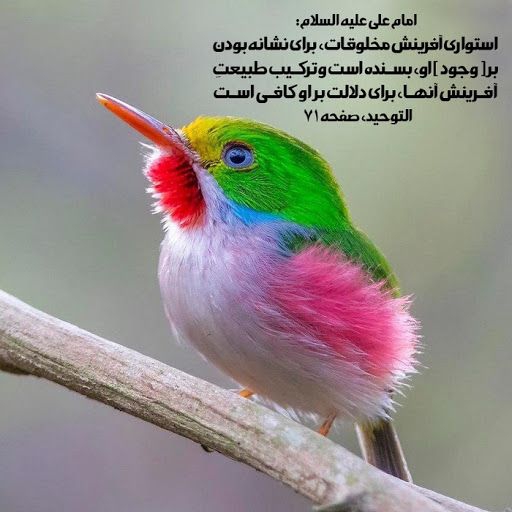 beautiful bird ❤️
