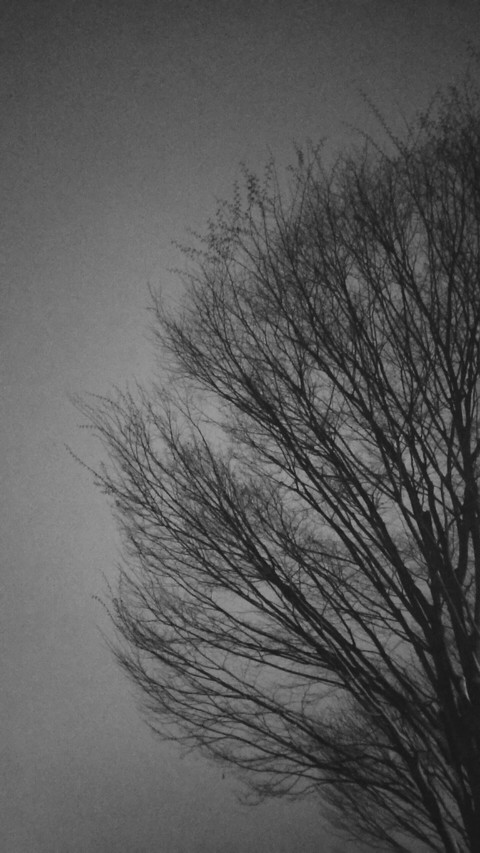 branches