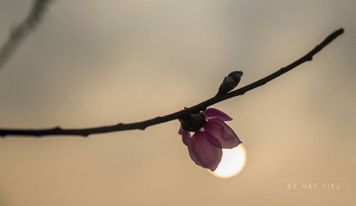 Hoa đào