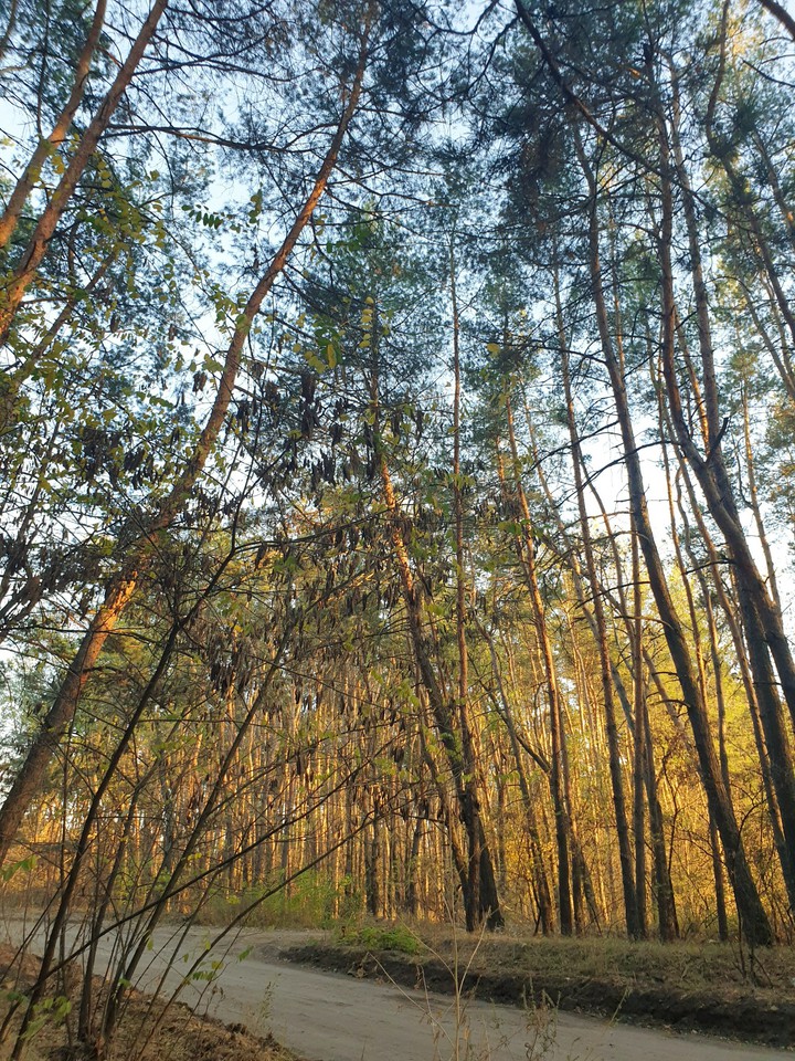 forest