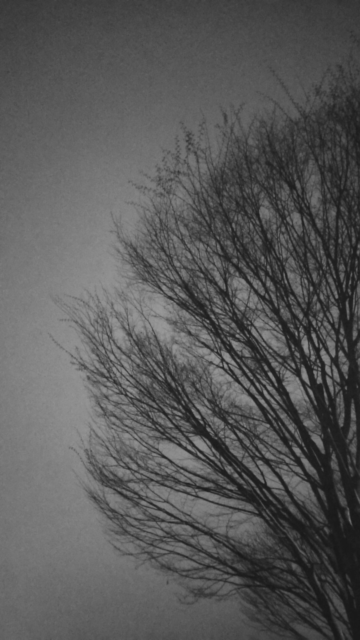 branches