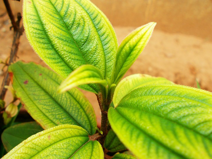 plant closeup