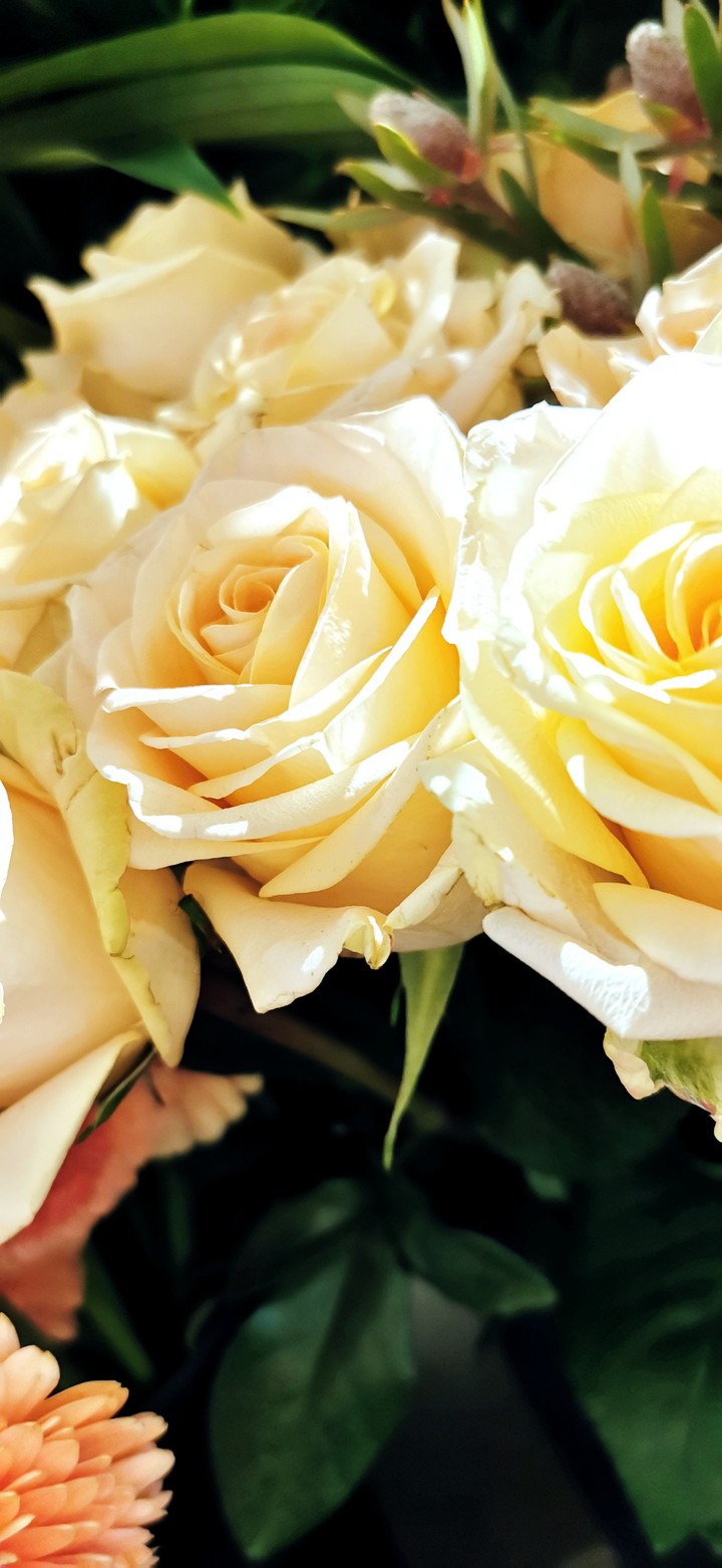 weisse Rose