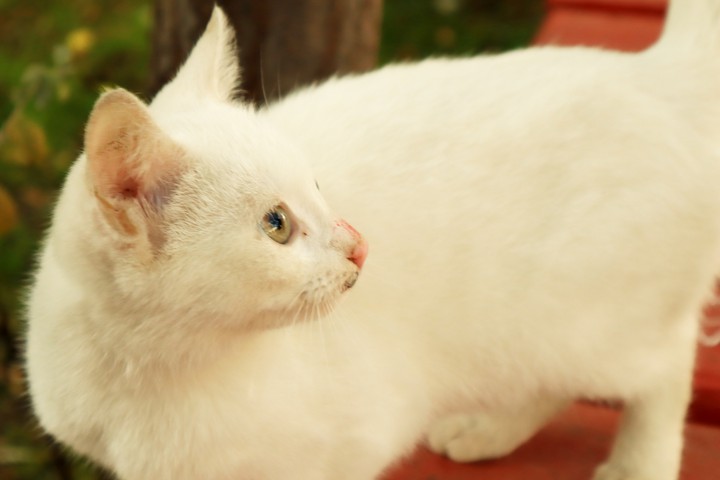 cat