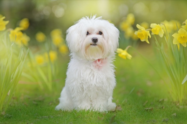 Doggie