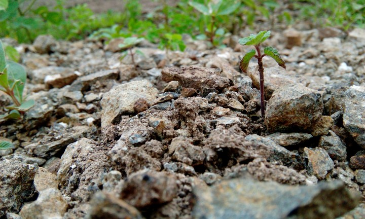 it's for tree plantation .... plz plant a treee for Earth.