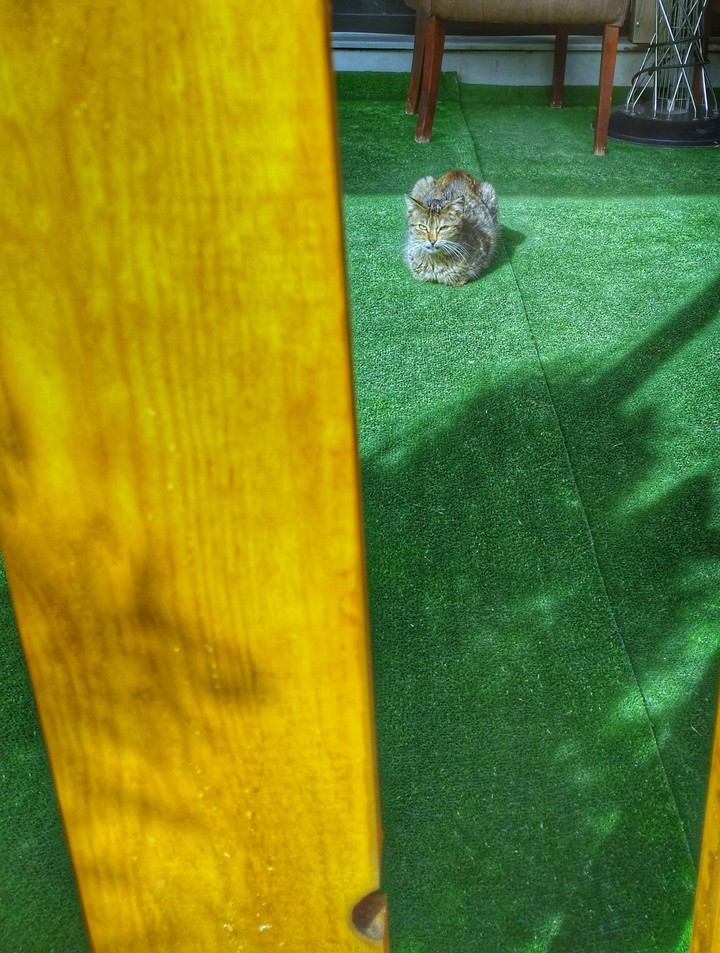 cat