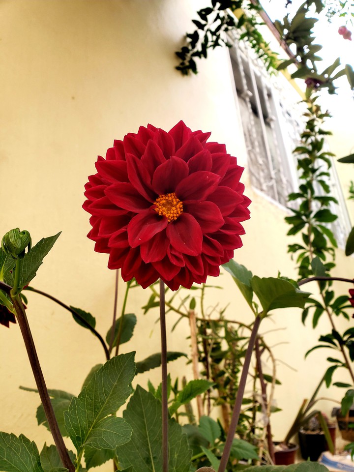 dalia red