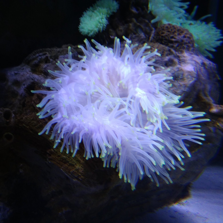 Anemones